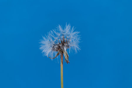 Beautiful dandelion flowers close up, intense blue wall background.