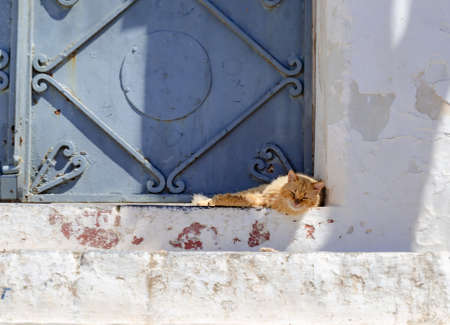 Cat sleeping in the entrance of a house with blue door.の写真素材