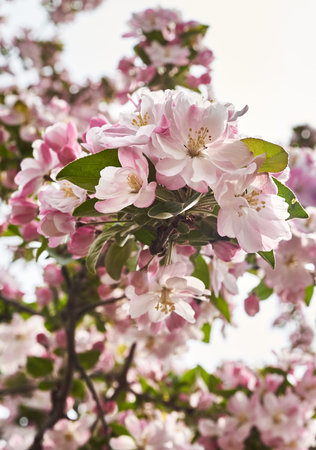Beauty pink and white flowers closeup.