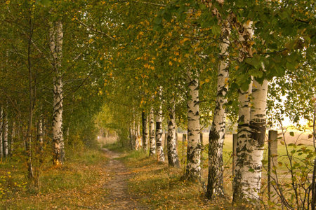 Birch Alley