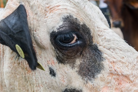 won in the foregroundの写真素材