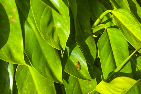 green leaves whit insectの写真素材