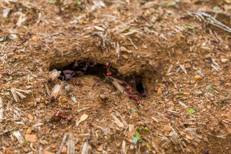exit of ant queen arrieraの写真素材
