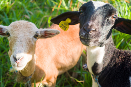 GOATS GRAZING AT SUNSETの写真素材