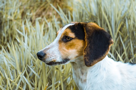 DOG HEAD IN THE FOREGROUNDの写真素材