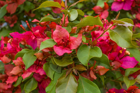 BEAUTIFUL SPRING FLOWERS