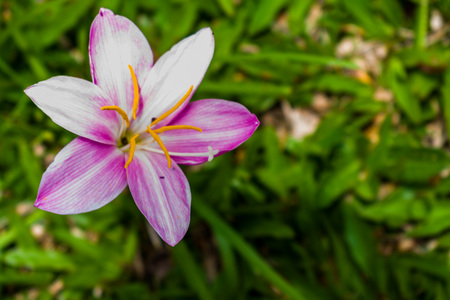 BEAUTIFUL SPRING FLOWERS WALLPAPERの写真素材