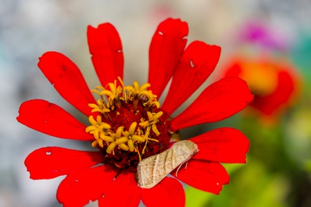 BEAUTIFUL SPRING FLOWERS WALLPAPERの写真素材
