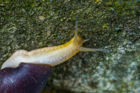 COMMON SNAIL IN THE FOREGROUNDの写真素材