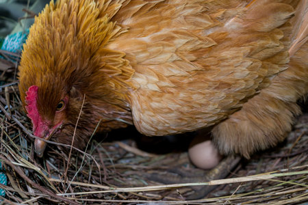 HEN IN HIS NEST WITH EGG