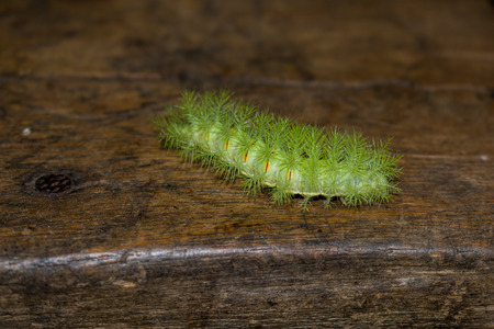 dangerous green worm on old boardの写真素材