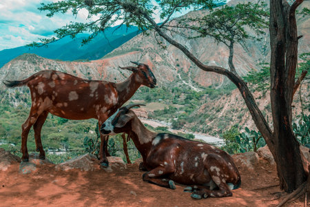 GOATS IN THE CHICAMOCHA CANYON WITH THE RIVER AND MOUNTAINS IN THE BACKGROUND
