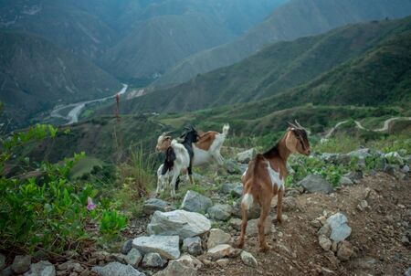LANDSCAPE OF GOATS IN THE CHICAMOCHA CANYON COLOMBIAの写真素材