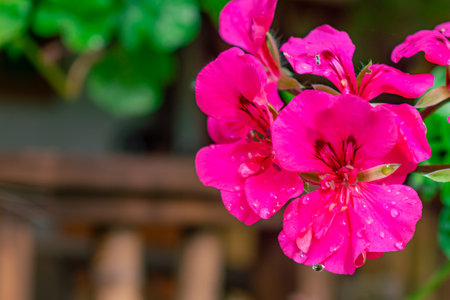 pink flower with morning dew in the foreground and space to place textの写真素材