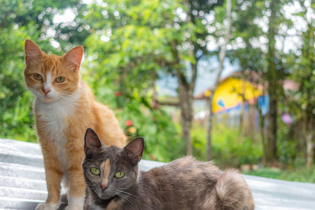 creole cats in the foreground lying on the roof in rural area