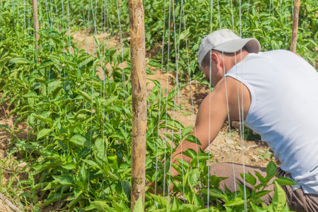 Latino farmer man crouching on his back weeding pepper crop