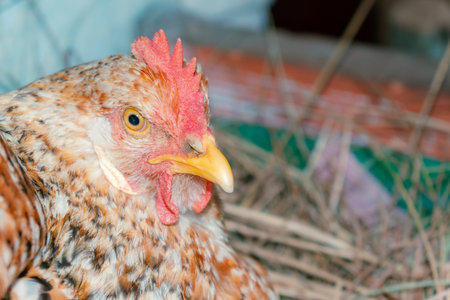 closeup of a field hen in the nest with space for text