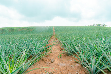 Pineapple plantation in Colombia, Gold Honey variety (Ananas comosus)の写真素材