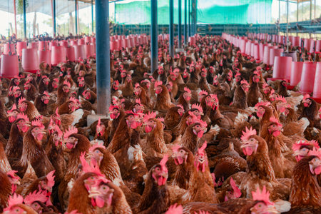 SHED WITH RED LAYING HENS ON A PEASANT FARM