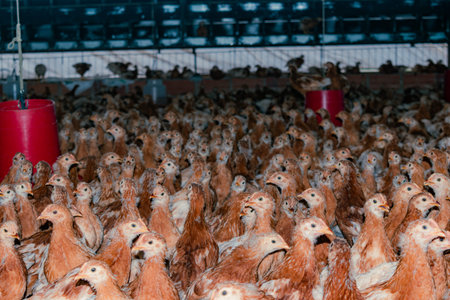 LAYING CHICKS IN GROWING POOL ON A COUNTRY FARM WAITING FOR THE WEEKS TO START PRODUCTION