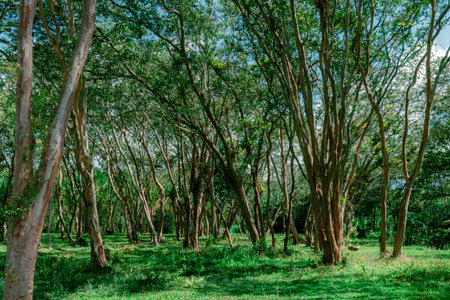 Forest of myrtle trees (Myrcianthes rhopaloides) over a field of green grass. This tree is highly valued for its hard and durable wood, commonly used for fences and house constructionの写真素材