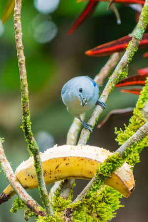 Vertical close-up of a Blue-gray Tanager (Thraupis episcopus) eating banana in a tropical forest. Perched on mossy branches with vibrant natural colors in the background.の写真素材