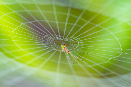 Macro shot of a garden spider resting on its web. The image captures intricate web details and the...