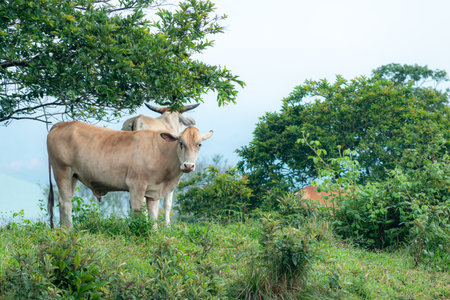 Cattle graze peacefully on a misty hillside during a cold morning. A guava tree stands to one side, completing the tranquil rural landscape under soft natural lightの写真素材