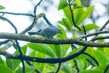 Horizontal shot of a Blue-gray Tanager (Thraupis episcopus) feeding on banana while perched on mossy branches in a lush tropical forest.の写真素材