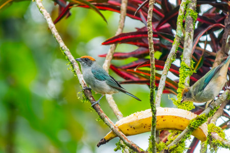 Rufous-crowned Tanager feeding directly on a banana in a lush tropical garden, showing its vivid colors and natural behavior.の写真素材