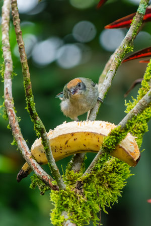 Rufous-crowned Tanager (Tangara vitriolina) stands on a banana, facing the camera with a curious look in a tropical Colombian garden, soft background enhances its vivid colorsの写真素材