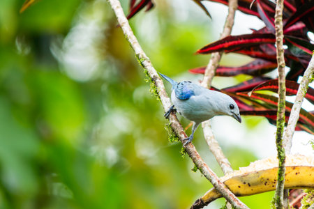 Blue-gray Tanager (Thraupis episcopus) perched on a garden plant with a blurred background and open space for text. Captured in a lush tropical setting.の写真素材