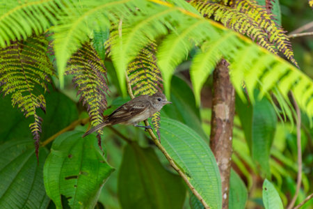 Close-up portrait of a Buff-throated Saltator (Saltator maximus) resting on a dry branch surrounded by lush green foliage in a tropical forest environmentの写真素材