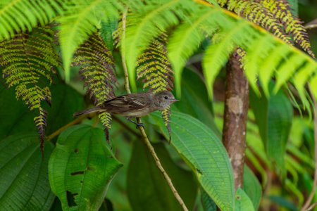 A Buff-throated Saltator (Saltator maximus) perches on a dry branch amid dense tropical foliage. A vivid nature scene with rich greenery and natural light.の写真素材