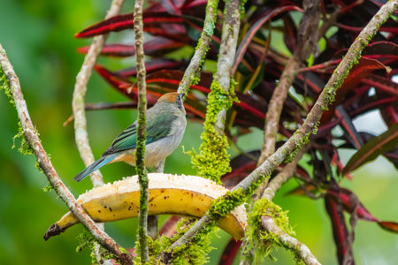 The Rufous-crowned Tanager (Tangara vitrilina) perches on a ripe banana in a tropical garden, with a softly blurred background highlighting its vivid plumageの写真素材