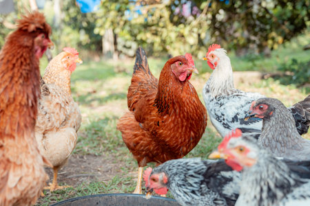 Rustic flock of brown and white hens foraging and feeding from a dark bowl in a sunny, green...