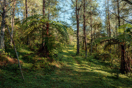 Forest path winding through lush green tropical woods with ferns, pine trees, and bright sunlight...