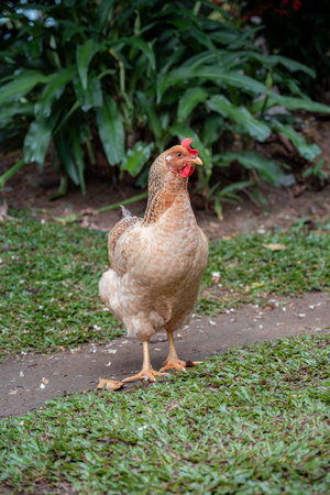 Domestic chicken standing on a ground path between green grass and lush foliage, representing farm...