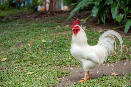 White rooster with a vibrant red comb and wattle is peacefully perched on a mixture of lush green...