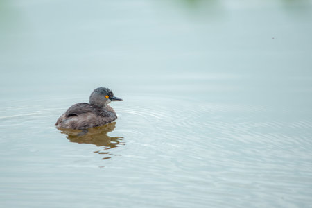 Little grebe swimming slowly on calm water, its vibrant eye and wet plumage captured in a peaceful...