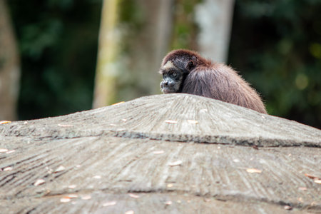 Spider monkey observing from behind an elevated textured concrete surface, its intense blue eyes and...