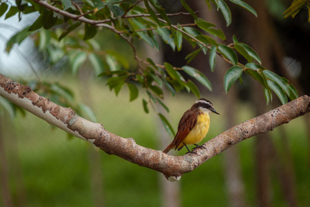 Great kiskadee bird perching peacefully on a textured tree branch, observing its surroundings,...