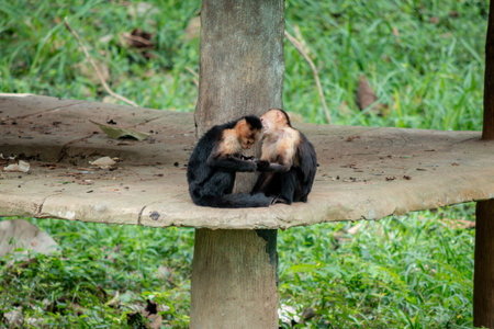 Two white-faced capuchin monkeys are sitting closely on a concrete platform, engaging in mutual...