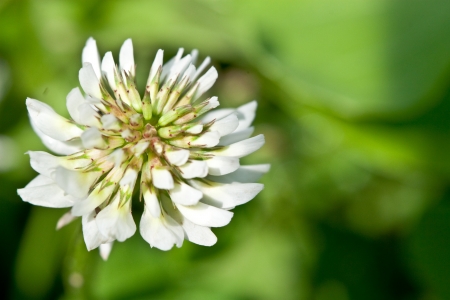 white cloverの写真素材