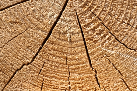 tree fellingの写真素材