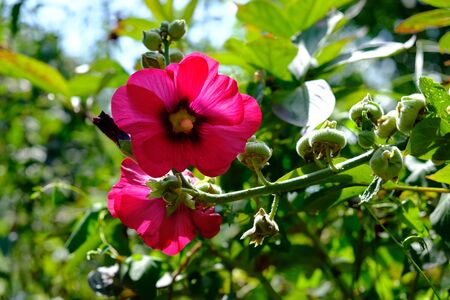 Mallow. Herb with large bright flowers. Malva decoctaの写真素材