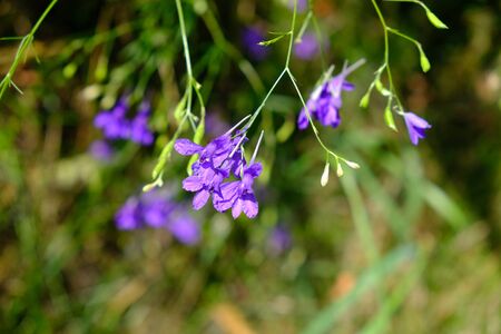 Field sweeps. Field zhivokost. Purple wildflowersの写真素材
