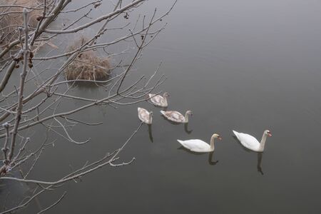 Foggy morning. Gray mystical landscape. A family of swans.の写真素材