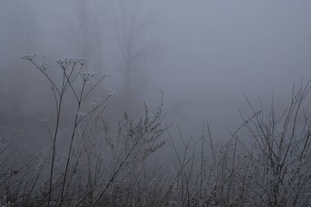 Foggy morning. Gray mystical landscapeの写真素材