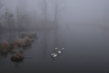 Foggy morning. Gray mystical landscape. A family of swansの写真素材